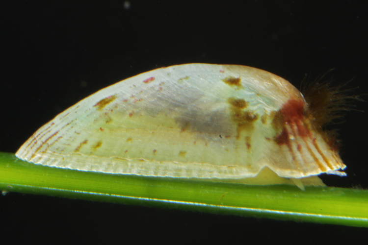 Lottia paleacea